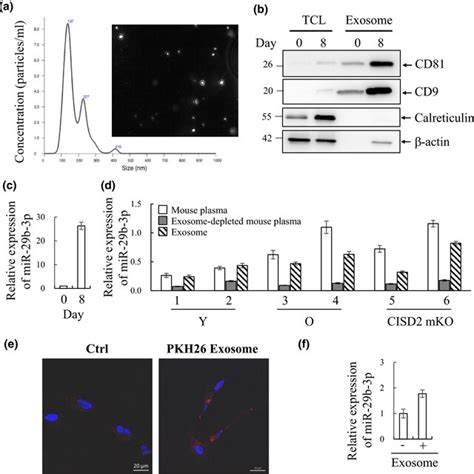 C C Myotubederived Exosomes Are Taken Up By Radifferentiated