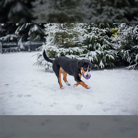 Entlebucher Mountain Dog Puppies for Sale | Lancaster Puppies