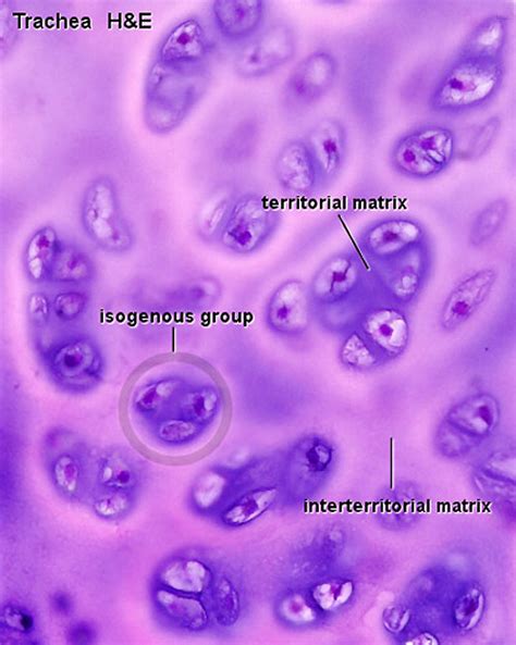 Filehyaline Cartilage 02 Embryology