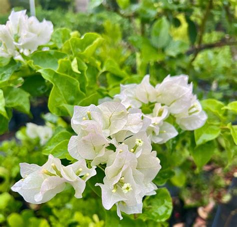 White Bougainvillea - Stunning & Vibrant Garden Beauty – Plantology USA