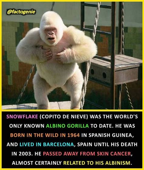 Snowflake, the long-lived gorilla who died in 2003, was famous for being the only known albino ...