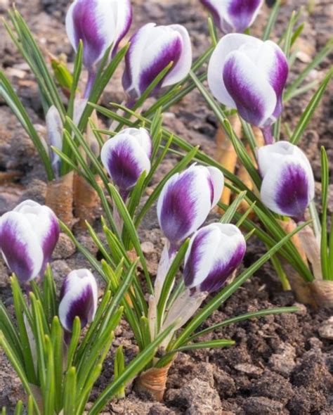 Crocus Chrysanthus Prince Claus Bulbs Peter Nyssen Buy Flower Bulbs