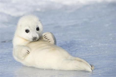 The Caspian Seal Description Of The Animal