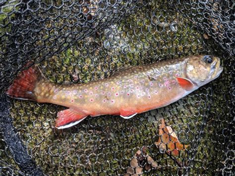 The Southern Appalachian Strain Brook Trout Tenkara Angler