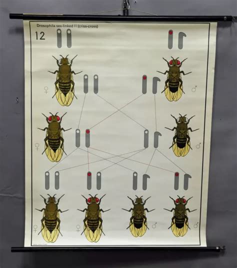 VINTAGE PICTURE POSTER Wall Chart Sex Chromosomes Bees Biology Genetics PicClick UK