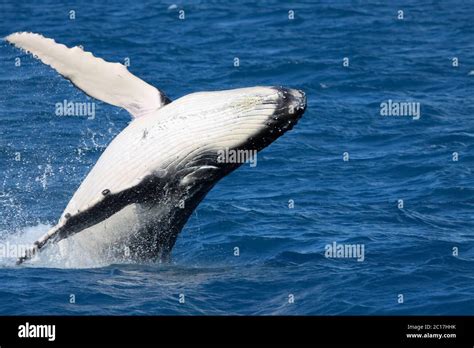 Blue whale breaching hi-res stock photography and images - Alamy