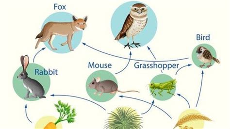Materi Perbedaan Rantai Makanan Dan Jaring Jaring Makanan Serta