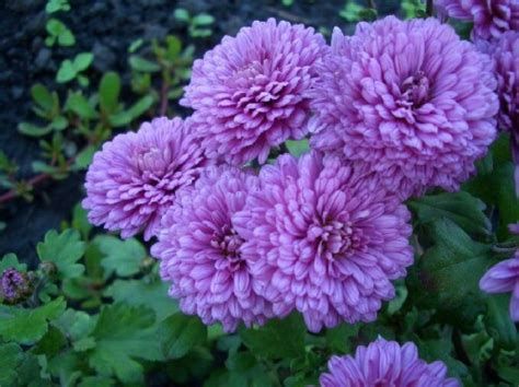 Что символизируют хризантемы: белые, жёлтые, розовые, фиолетовые, сиреневые