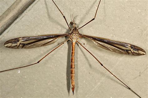 Large Crane Fly Tipula Bugguide Net