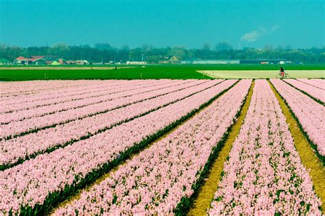 Amsterdam Tulip Fields - Bryan Thatcher