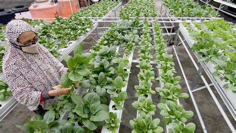 Upaya Kembangkan Urban Farming Di Jakarta Dengan Metode Tabulampot