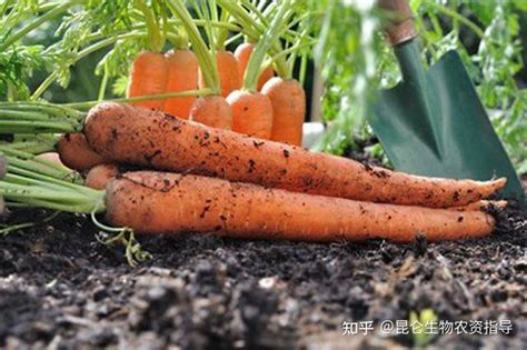 胡萝卜用什么肥料吸收好胡萝卜追肥用什么肥料好胡萝卜膨大增产专用叶面肥昆仑风 知乎