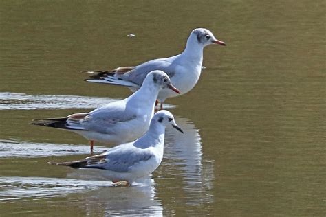 Sunday 30th April 2023 Cornwall Birds CBWPS