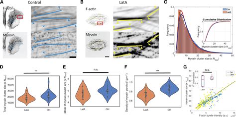 Limiting Pool And Actin Architecture Controls Myosin Cluster Sizes In