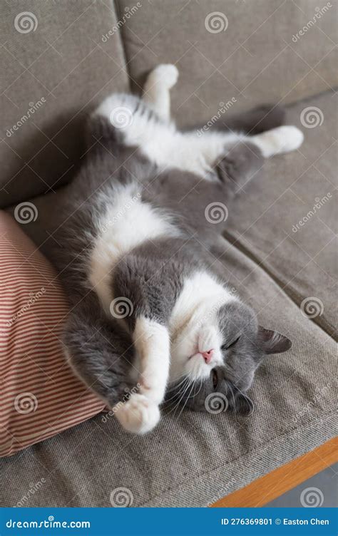 Kitten Sleeping on the Sofa Showing Its Belly Stock Image - Image of ...