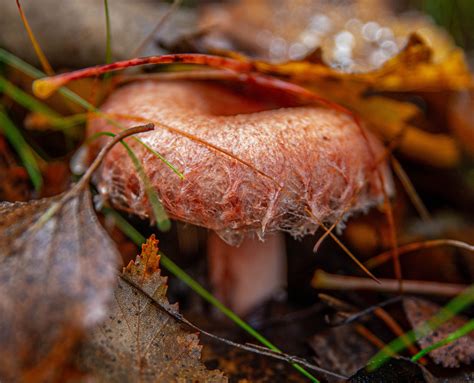 mycologist assures  fungi wont  zombie apocalypse