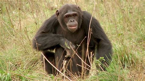 Bbc Earth Chimpanzees Can Learn To Cook