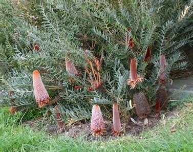 Banksia Honey Baby Pot Hello Hello Plants