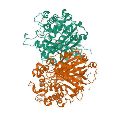 Rcsb Pdb Zbg Crystal Structure Of Wild Type Scp Thiolase From