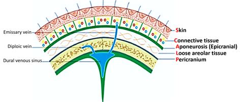 Scalp - Layers, Arterial and Nerve Supply, Applied Aspects