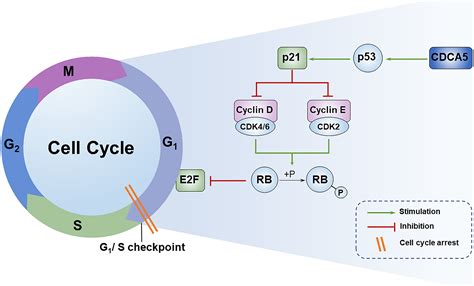 Silencing Oncogene Cell Division Cycle Associated 5 Induces Apoptosis