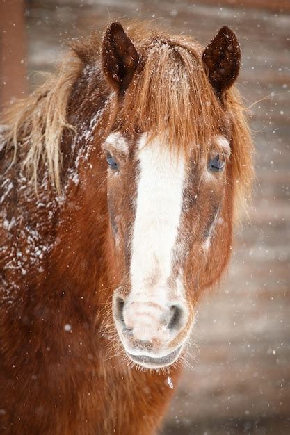 A Cabe A De Um Cavalo Marrom Foto Premium