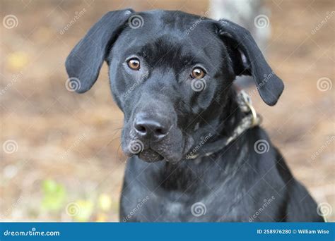 Black Labrador Retreiver Mix Breed Dog Outside Stock Photo Image Of