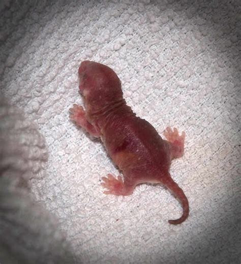 Pacific Science Center Life Sciences Life As A Baby Naked Mole Rat