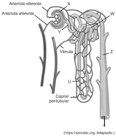 Quest O Famerp Biologia Comunica O O Aluno Respondida