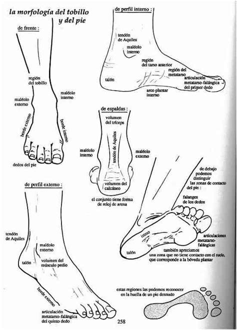 Partes Del Pie Humano Hot Sex Picture