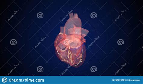 In A Normal Heartbeat The Electrical Signals Follow A Path From The