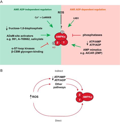 Mitochondria Derived Ros Activate Amp Activated Protein Kinase Ampk