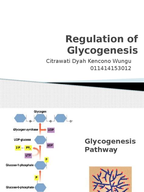 Regulation of Glycogenesis | PDF | Kinase | Glycogen