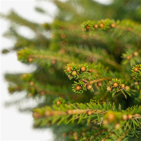 Birds Nest Spruce For Sale The Tree Center