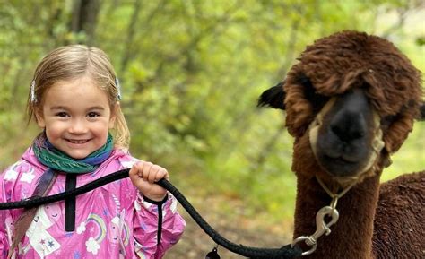 Passeggiate Con Alpaca Reggio Emilia A Partire Da Freedome