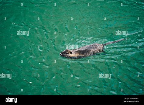 Rat swimming hi-res stock photography and images - Alamy