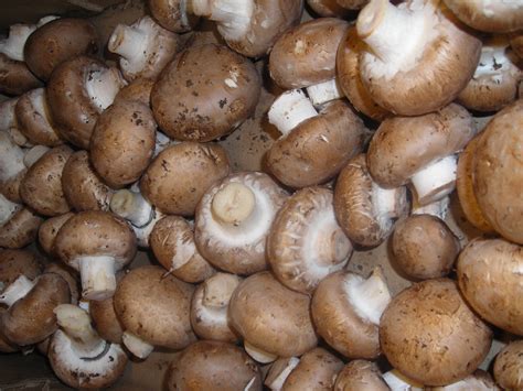 Шампиньон двуспоровый (Agaricus bisporus) фото и описание