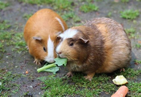 10 Fascinating Facts About Guinea Pigs Naturefaq