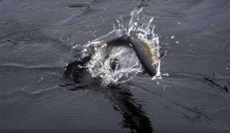 Dry Fly Trout And Salmon Fishing In Labrador Midcurrent