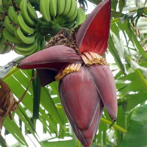 Cora O De Bananeira Flor De Bananeira Sem Agrot Xicos Mercadolivre