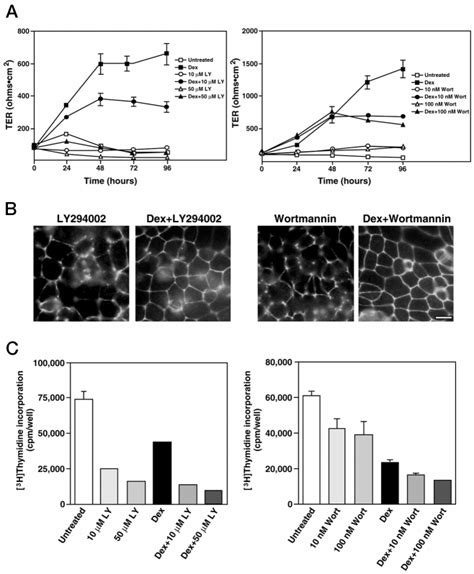 Effects Of The Pi Kinase Inhibitors Ly And Wortmannin On The