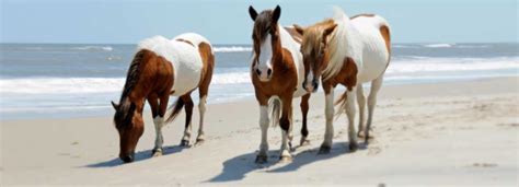 'Misty of Chincoteague' by Marguerite Henry and Miss Molly's Inn