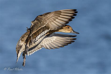 Pintail Northern F Anas Acuta Wwt Slimbridge Gloucest Flickr