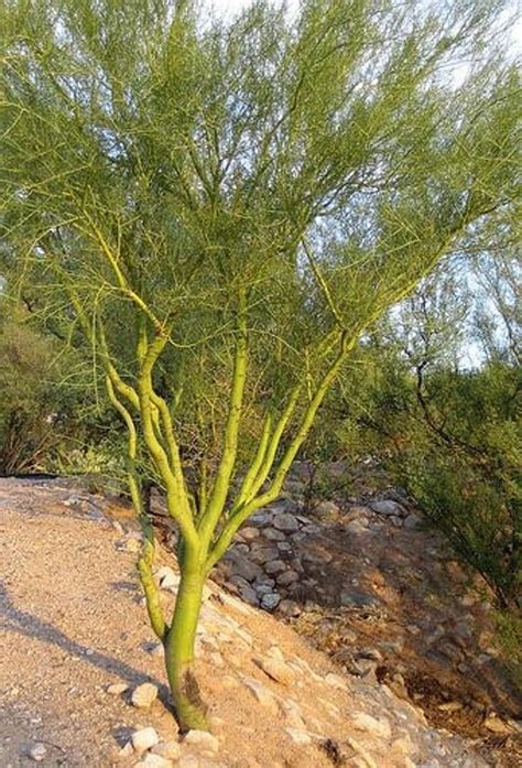 50 Blue Palo Verde Parkinsonia Florida Seeds Etsy Australia