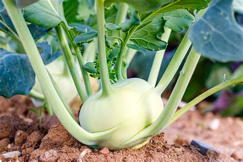 How To Grow Kohlrabi In Your Home Garden Gardeners Path