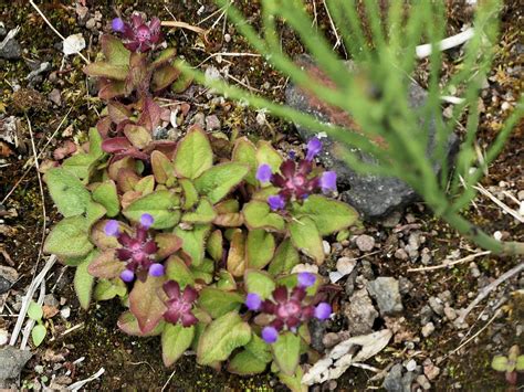 Prunella vulgaris | Gewöhnliche Braunelle (Prunella vulgaris… | Flickr