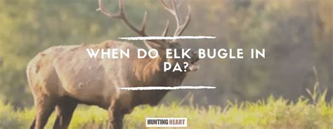 When Do Elk Bugle in PA? - Hunting heart