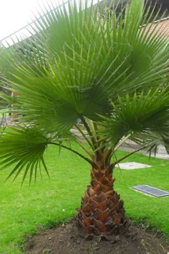 Palmera Abanico Washintonia 10 Semillas Sdqro2 Meses sin interés