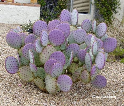 Prickly Cactus and Beautiful: Santa-rita Prickly Pear