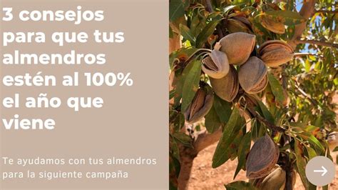 Gu A Completa Para Podar Tomates Consejos Pr Cticos Y T Cnicas Efectivas